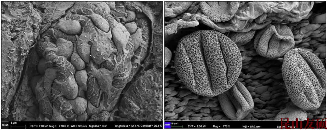 南川扫描电子显微镜